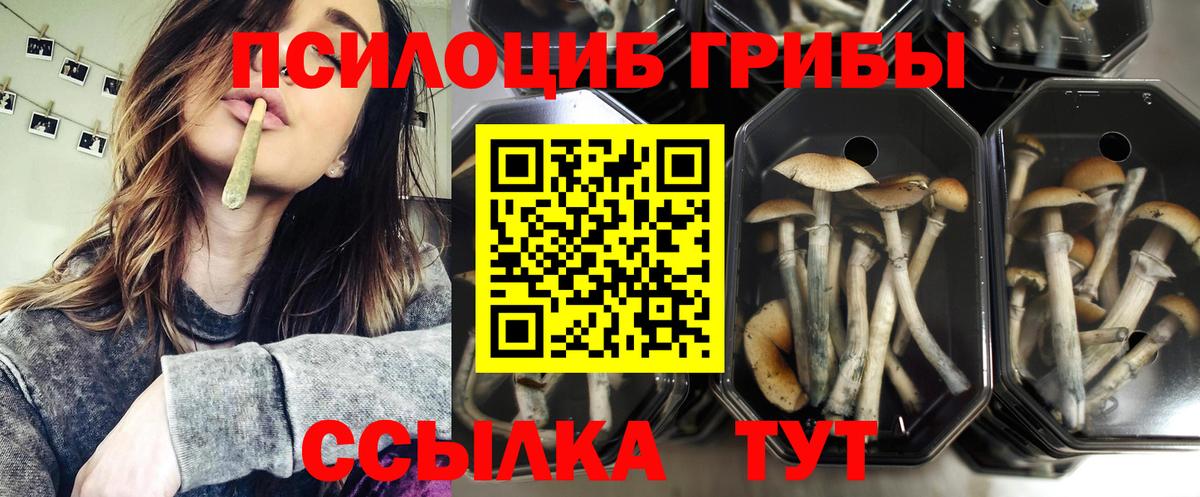 где найти наркотики  Галлюциногенные грибы Cubensis  Вход с VPN  Псилоцибиновые грибы прущие грибы  Вятские Поляны 