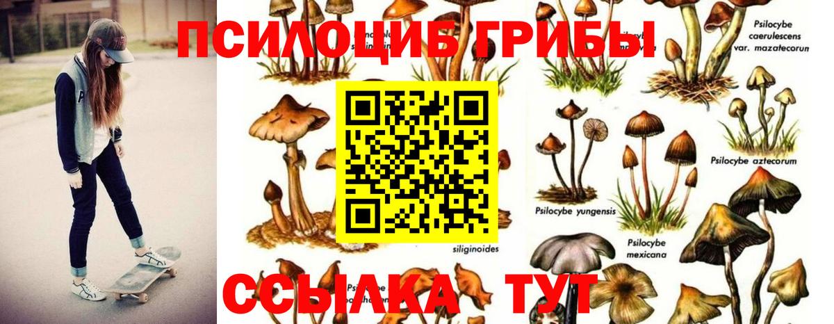 Псилоцибиновые грибы Psilocybine cubensis Вятские Поляны